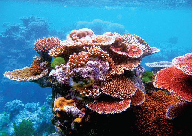 chiến lược giữ san hô vùng biển việt nam